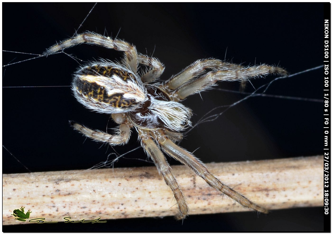 Araneus marmoreus; Araneus diadematus - Fucecchio (FI)